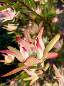 Leucadendron 'Baby Bouquet' 6" Pot features pink and cream pointed petals with a green cone center, surrounded by lush foliage—perfect for vibrant floral displays.