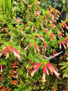 Cuphea ‘Honey Eaters Delight’ 6” Pot boasts lush green leaves and abundant tubular red and yellow blooms, making it a standout choice for any garden.