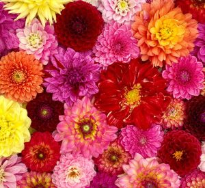 A variety of colorful dahlias in shades of red, pink, yellow, and orange are arranged closely together, filling the entire frame.