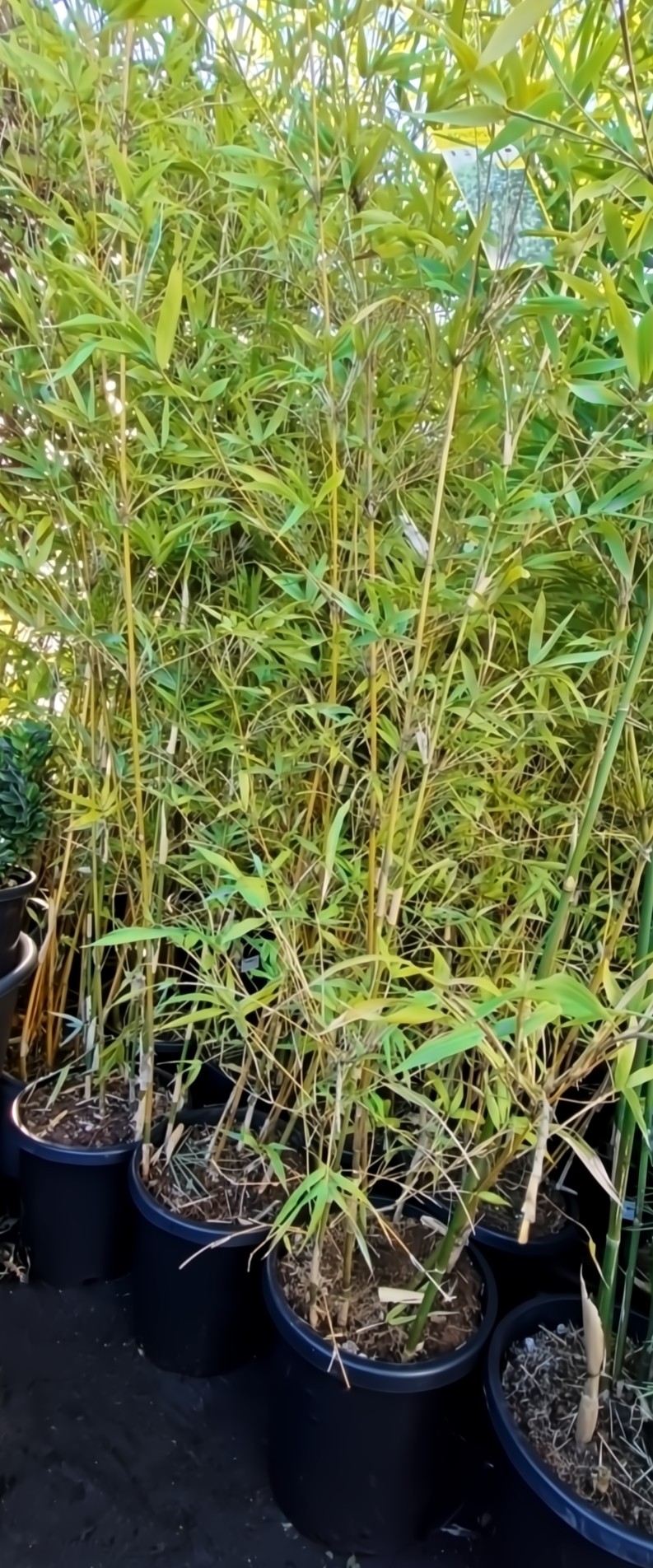 Several Bambusa 'Boniopsis' Clumping Bamboo plants with tall green stalks and lush leaves are displayed outdoors in 12" pots.