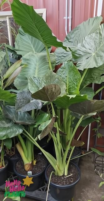 Several Alocasia 'Giant Elephant Ears' 16" pots with broad green leaves are arranged on a metal shelf indoors, set against a bold red wall.