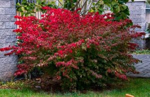 A large bush with bright red and green leaves grows next to a stone wall and a paved walkway in an outdoor setting.