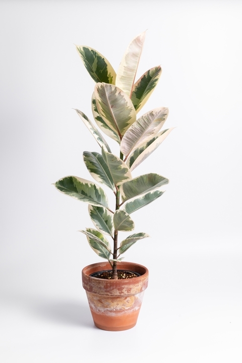 A lush Nephrolepis ‘Sword Fern’ in a 5” pot is displayed against a plain white background.