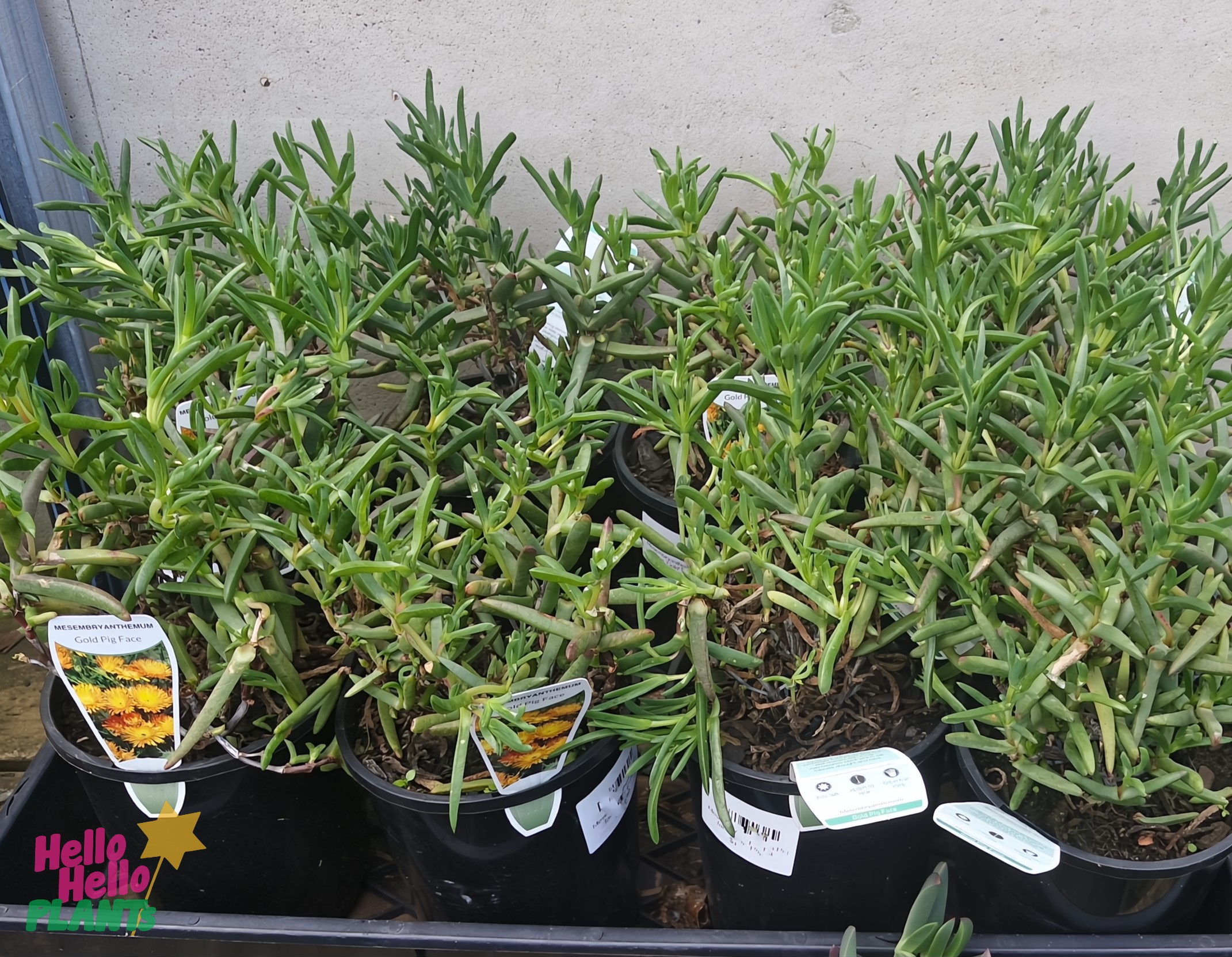 Several potted succulent plants with long, narrow leaves are grouped together on a shelf against a plain wall. Plant tags are visible in each pot.
