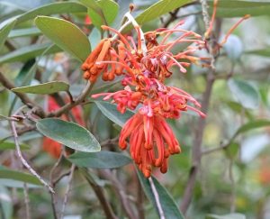 A cluster of red-orange Grevillea flowers with slender, curved petals and green leaves in the background.