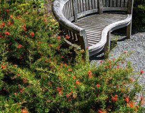 A curved wooden bench sits on gravel beside green bushes of Grevillea 'Red Wings' 6" Pot, dotted with small red-orange flowers.