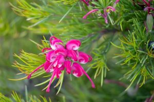 A Grevillea ‘Emma Charlotte’ 6” Pot showcases curled pink petals and green needle-like leaves in full bloom.