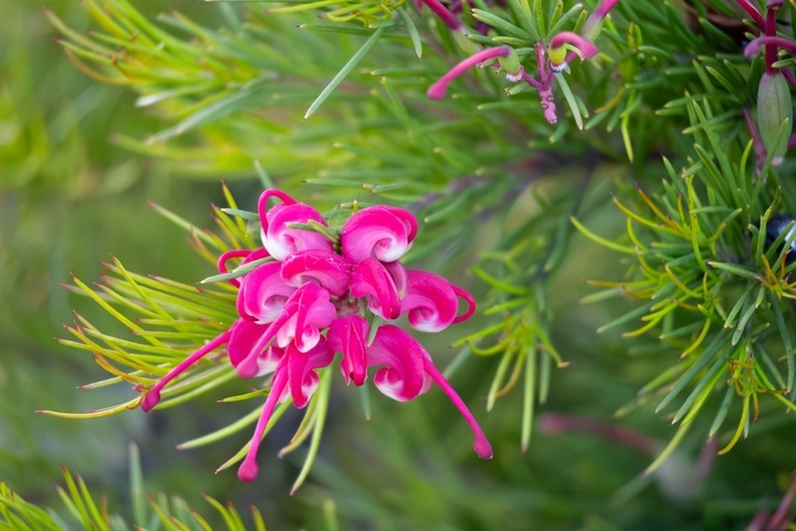 A Grevillea ‘Emma Charlotte’ 6” Pot showcases curled pink petals and green needle-like leaves in full bloom.