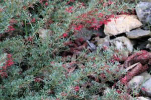 The Grevillea ‘John Evans’ 6’’ Pot is a green shrub with thin leaves and small red flower clusters, ideal for planting beside rocks or among dry leaf scatter.