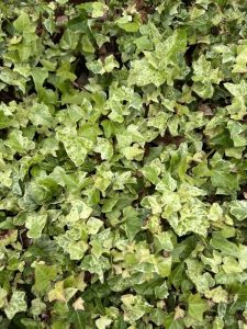 Close-up view of dense green ivy leaves covering the ground.