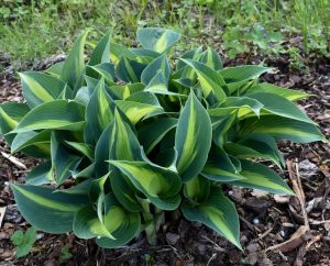 A hosta plant with dark green leaves featuring light green centers grows in soil covered with mulch and scattered greenery.