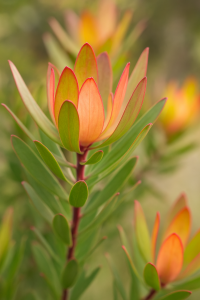 Close-up of Leucadendron 'Cream Delight' in a 6" pot, showcasing upright green leaves with orange-tipped bracts set against a softly blurred natural background.