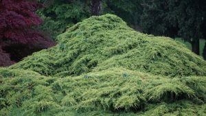 Dense, sprawling green shrubbery covers a mound in a garden, with various trees and foliage in the background.