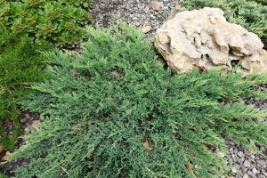 A Juniperus procumbens 8” Pot, with green foliage, spreads beside a large beige rock on small gray pebbles and is surrounded by other greenery. This attractive Juniper plant comes in an 8-inch pot.