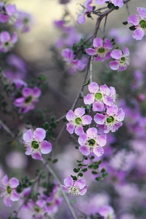 Leptospermum 'Julie Ann' in a 6’’ pot features close-up clusters of small, pink-purple flowers with green centers on leafy branches, set against a blurred background.