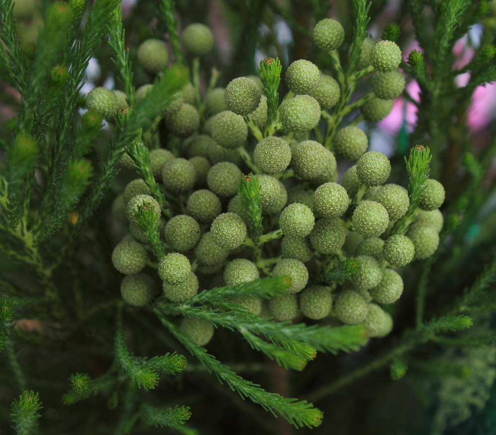 Berzelia 'Buttonbush Snow' features small, round green buds with needle-like evergreen foliage, beautifully arranged in a 6" pot.