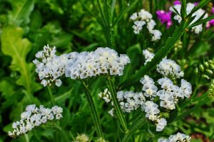 Limonium 'Sea Lavender' (Copy) displays clusters of small white flowers with green leaves and stems; blurred purple Limonium flowers are visible in the garden background.