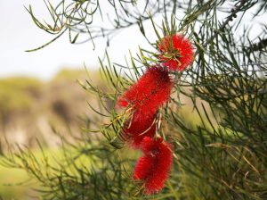 Pandorea ‘Springbrook Belle’ in a 6” Pot features lush green leaves and stunning blooms, ideal for brightening up your garden or pairing with red bottlebrush flowers for a vibrant outdoor display.