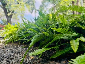 Close-up of Nephrolepis ‘Sword Fern’ in a garden bed with black gravel, trees, and sky blurred in the background. Thrives in a 5” pot, adding vibrant texture to any garden space.