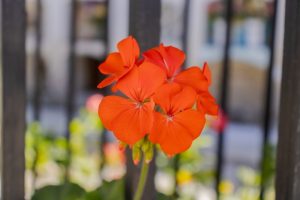 Close-up of Pelargonium 'Orange' Geranium in bloom, featured in a 6” pot with a blurred background and black metal bars behind it.