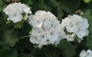Clusters of red Pelargonium 'Red' Geranium flowers in a 6” pot, set against lush green leaves.