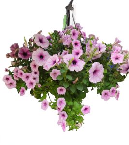 A Petunia ‘Coral Sea’ 10” Hanging Basket filled with vibrant blooms and lush green foliage set against a white background.