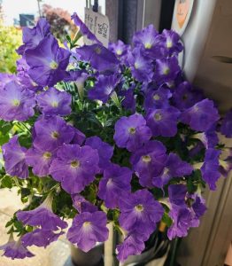 The Petunia ‘Coral Sea’ 10” (Hanging Basket) showcases vibrant purple flowers and lush green leaves, perfect for displaying indoors near a sunny window.