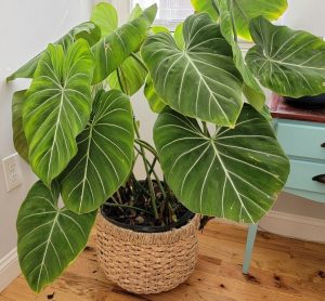 Philodendron ‘Red Bristle’ in a 5” pot, featuring lush green leaves, arrives ready for easy placement and healthy growth—perfect for brightening any well-lit room or complementing your favorite furniture.