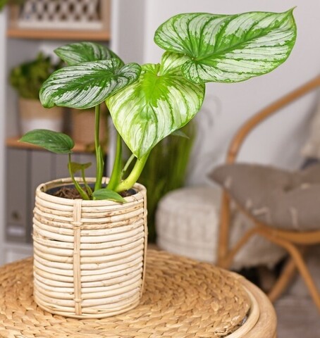 The Philodendron gloriosum ‘Velvet Philodendron’ in a 5” pot features large, green, heart-shaped leaves and sits on a woven surface, perfectly complementing your neutral decor.