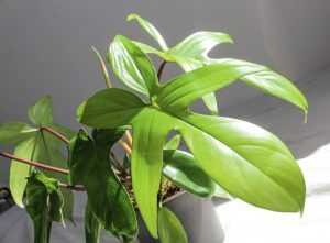 A Philodendron ‘Red Bristle’ in a 5” pot features large, glossy green leaves and thrives indoors with bright natural sunlight.