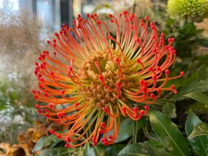 Leucospermum 'Calypso® Red' in a 6" pot features vibrant red and yellow pincushion blooms with green foliage in the background.