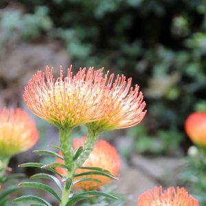 Close-up of Leucospermum 'Calypso® Red' in a 6" pot, showcasing vibrant orange-red pincushion blooms and green leaves against a blurred natural background—an ideal choice for adding bold color to your garden.