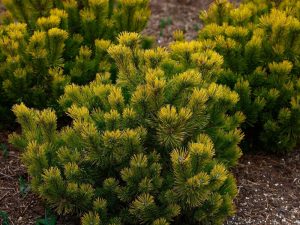 Pinus mugo ‘Winter Gold’ in an 8” pot features dense green and yellow evergreen foliage, ideal for planting in soil with visible patches of bare ground around the shrubs.