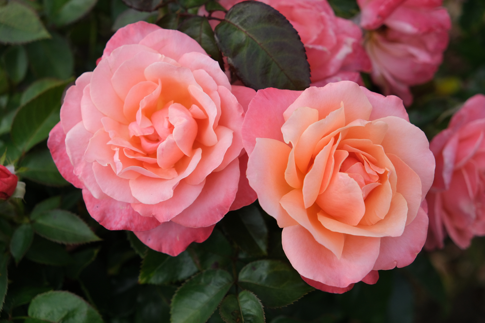 Two 'Megan Louise' rose bushes in full bloom display vibrant pink flowers and green leaves, with additional roses visible in the background.