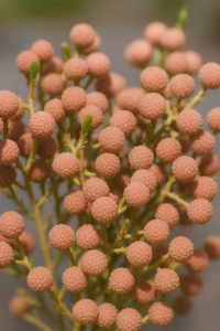 Close-up of round, textured orange-brown seed pods on thin yellow stems with green shoots. Berzelia 'Buttonbush Rose' in a 6" pot adds unique texture to any collection.