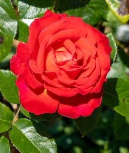 A close-up of the vibrant Rose 'Megan Louise' Bush Form (Copy) in full bloom, with lush green leaves glistening in the sunlight.