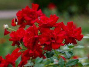 A cluster of Rose 'Moulin Rouge®' Bush Form blooms displays rich red petals contrasted by lush green leaves.