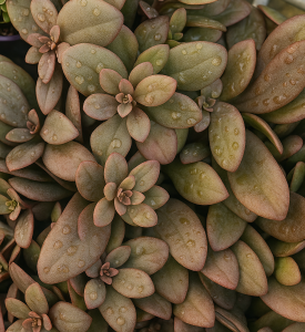 Close-up of overlapping, fleshy greenish-brown Sedum ‘Desert Black’ leaves with hints of pink and water droplets, highlighting their unique beauty in a 6” pot.
