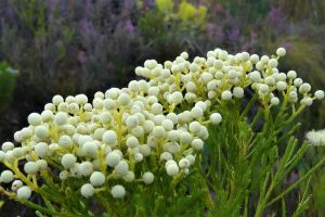 Close-up of yellowish-white, round Berzelia 'Buttonbush Rose' flowers with green foliage, ideal for display in a 6" pot.