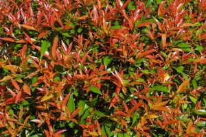 Syzygium 'Crimson Lights' Lilly Pilly 6" Pot features dense foliage with red and green leaves, where new growth appears among mature leaves. Sunlight enhances the vibrant colors of this eye-catching plant.