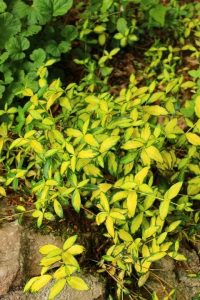 A Vinca ‘Illumination’ 6” Pot, featuring small pointed green leaves edged in yellow, grows beside a rock and is surrounded by green foliage.
