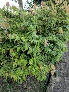 A green bush with elongated leaves, some of which have a pinkish tint at the tips, growing beside a concrete path outdoors.