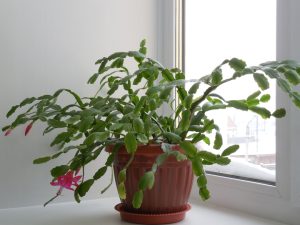 A potted Christmas cactus with green segmented leaves and a few pink buds sits on a white windowsill next to a window.
