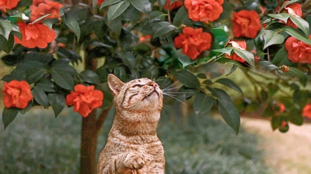 A tabby cat sits on the grass and looks up at red blooms on an autumn flowering plant.