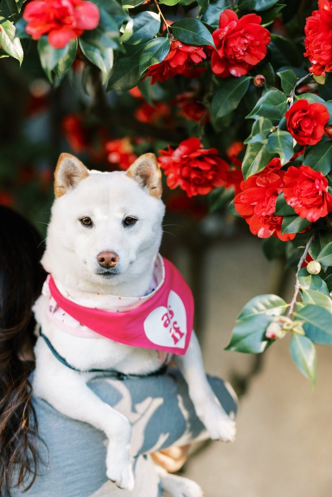 A white Shiba Inu wearing a pink bandana is held by a person near a bush with vibrant red autumn flowering plants.