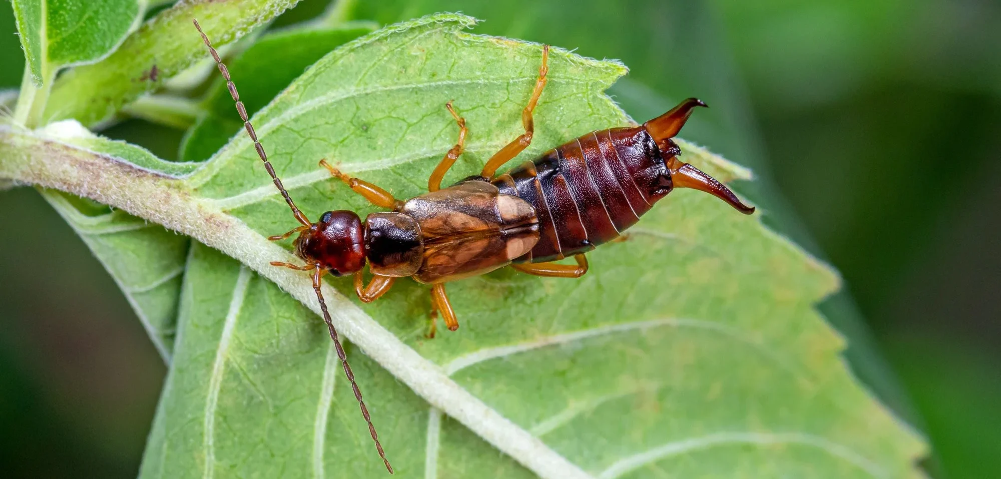 Close-up of an earwig insect with pincers on its abdomen, walking on a green leaf. Discover how understanding earwigs can inspire the best garden hacks, all set against a blurred green background.