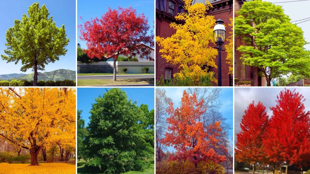 A grid of eight trees shows various species in different seasons, displaying green, yellow, orange, and red foliage against natural and urban backgrounds—perfect inspiration for your next Advanced Tree Sale.