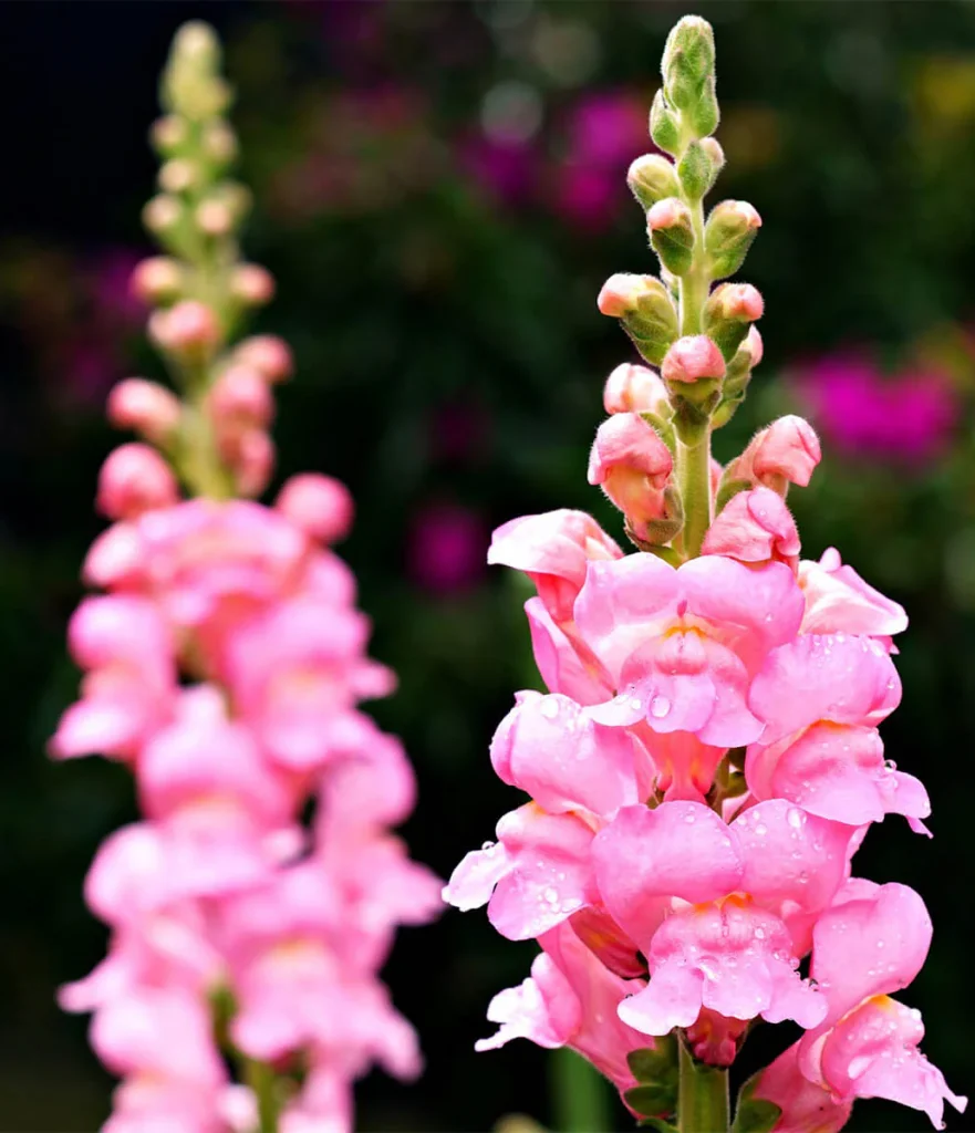 Close-up of two tall stalks of pink snapdragon flowers with green buds, set against a blurred outdoor background—vibrant examples of autumn flowering plants.