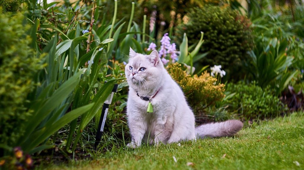 A light gray cat with a collar sits on green grass surrounded by various plants and autumn flowering plants in a garden.