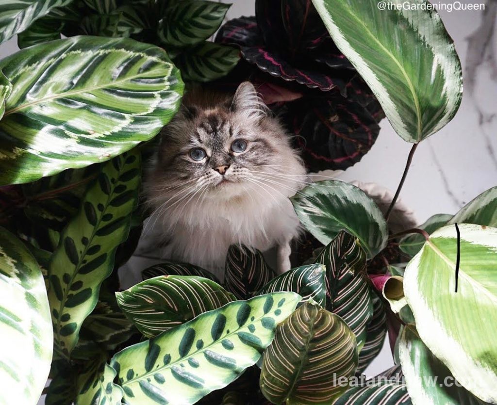 A fluffy, blue-eyed cat sits among various green and patterned houseplants, including some autumn flowering plants, looking up at the camera.